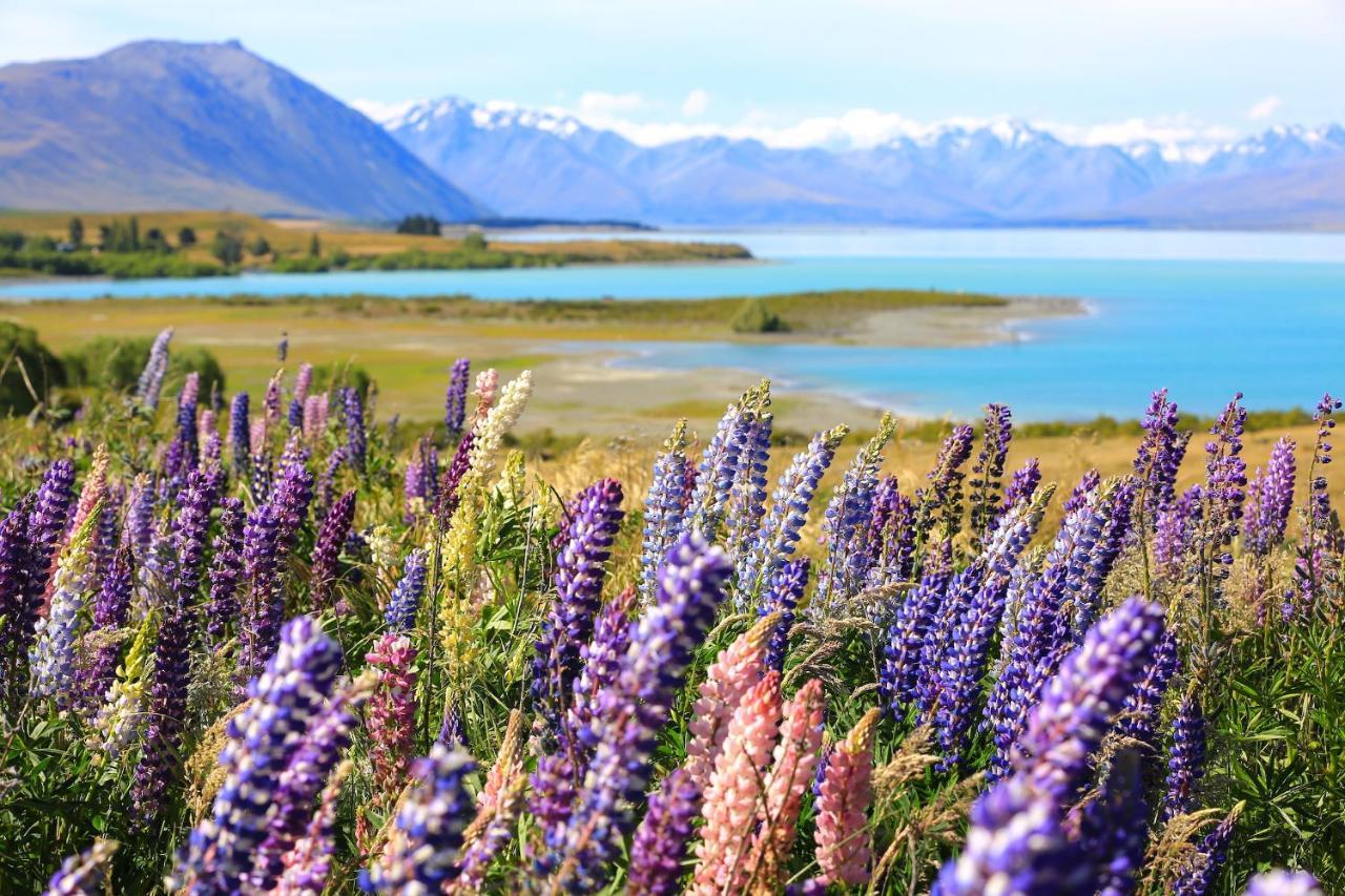 Galaxy Boutique Hotel Lake Tekapo Esterno foto Lupine flowers at Lake Tekapo